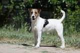 PARSON RUSSEL TERRIER 087